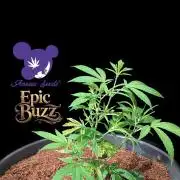 Epic Buzz - Anesia - Bio Tabs NL - VS.