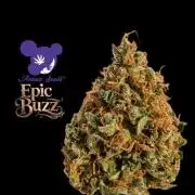 Epic Buzz - Anesia - Weedefix - VS.