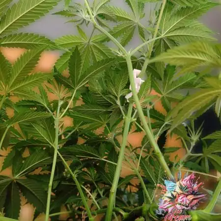 Ice Cream Haze - Dutch Passion Contest