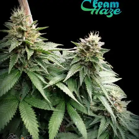 Good Times Genetics: Blue Cream Haze Reg
