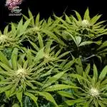 Ice Cream Haze - Dutch Passion Contest