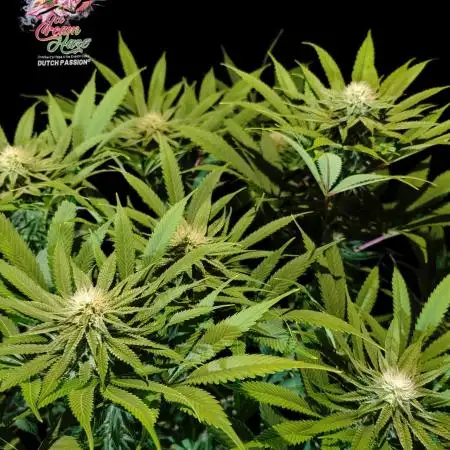 Ice Cream Haze - Dutch Passion Contest