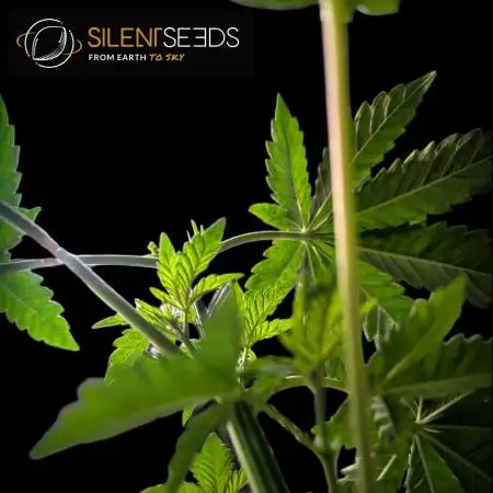 Pink Sunset #2 - Silent Seeds - Organic
