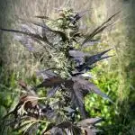 Blue Cream Haze Regular Clone - Guerilla