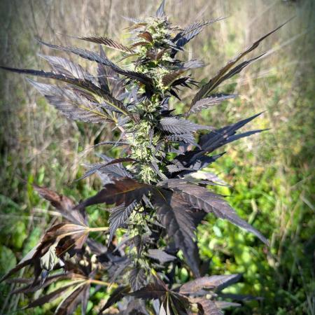 Blue Cream Haze Regular Clone - Guerilla