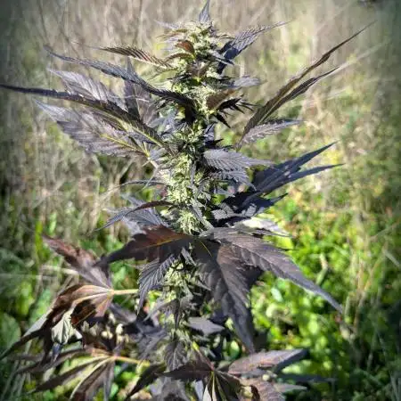 Blue Cream Haze Regular Clone - Guerilla
