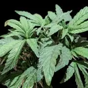 Snapple Apple - Sponsored by Biotabs