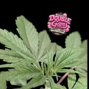 Double Gum - White Label - BTNL