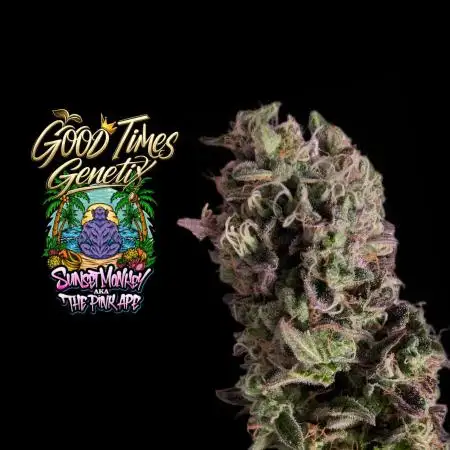 Sunset Monkey-Good Times Genetix-Wdfx