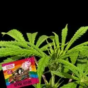 Chocolate Rainbow XXL -Sensi Seeds-BTNL
