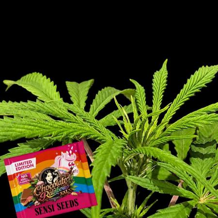 Chocolate Rainbow XXL -Sensi Seeds-BTNL