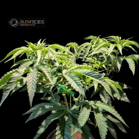 Pink Sunset #2 - Silent Seeds - Organic
