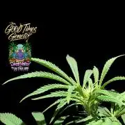 Sunset Monkey-Good Times Genetix-Wdfx