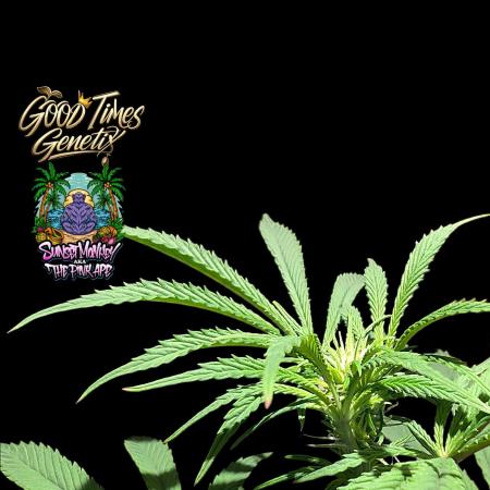 Sunset Monkey-Good Times Genetix-Wdfx