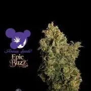 Epic Buzz - Anesia - Weedefix - VS.