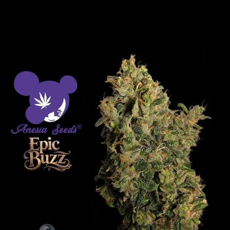 Epic Buzz - Anesia - Weedefix - VS.