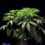 Sleepy Joe - Anesia Seeds - Organic Grow