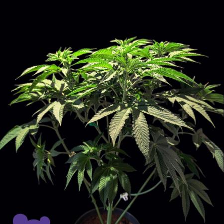 Sleepy Joe - Anesia Seeds - Organic Grow
