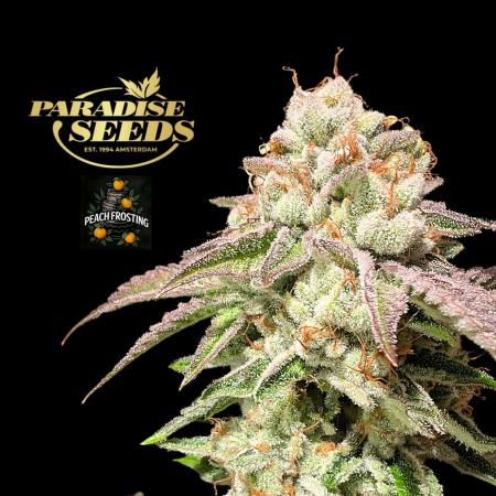 Peach Frosting - Paradise Seeds -Organic