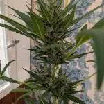 Skywalker OG Auto - Barneys Farm