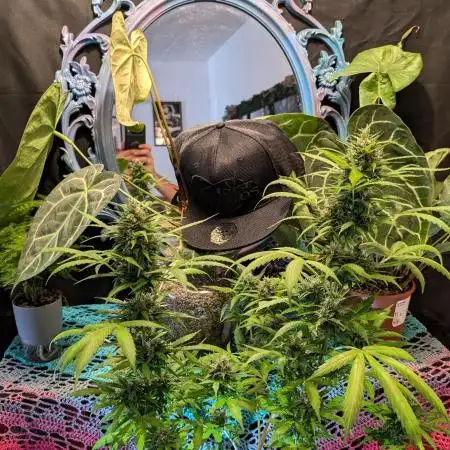 Pandora (Autoflower) - Paradise Seeds