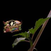 Chocolate Rainbow XXL -Sensi Seeds-BTNL
