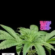 Slush Mint Cake - DP - Bio Tabs NL Grow
