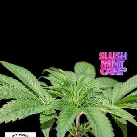 Slush Mint Cake - DP - Bio Tabs NL Grow