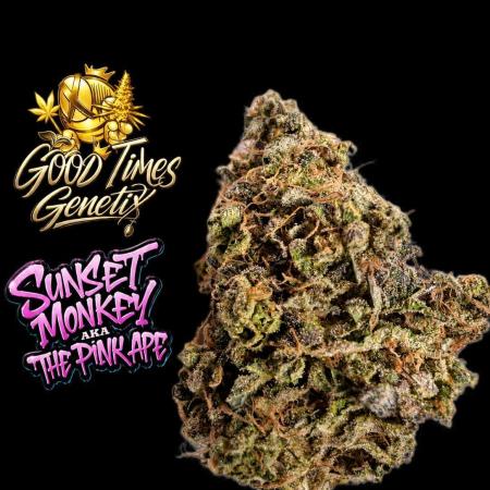 Sunset Monkey - Good Times Genetix - BTN