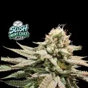 Slush Mint Cake - DP - Bio Tabs NL Grow
