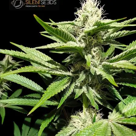 Pink Sunset #2 - Silent Seeds - Organic