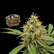 Chocolate Rainbow XXL -Sensi Seeds-BTNL
