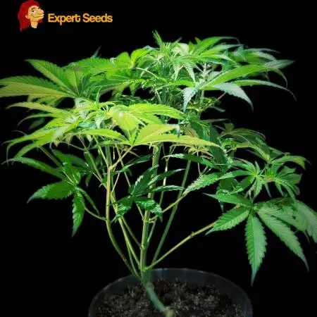 GG#4 Regular - Expert Seeds