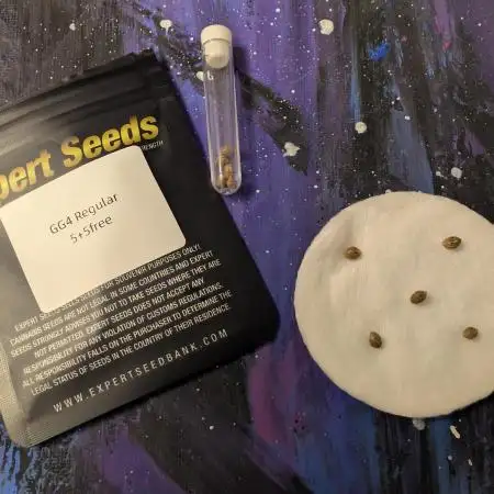 GG#4 Regular - Expert Seeds