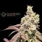 Pink Sunset #2 - Silent Seeds - Organic