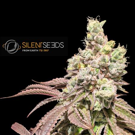Pink Sunset #2 - Silent Seeds - Organic
