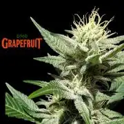 DMO Grapefruit #2 - Good Times Genetics