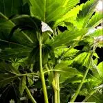 THC-Victory - Dutch Passion - Organic