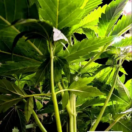 THC-Victory - Dutch Passion - Organic