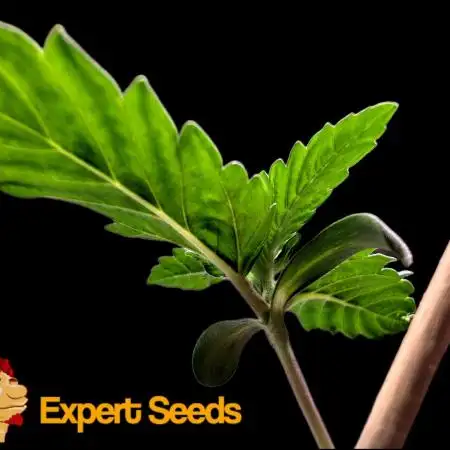 GG#4 Regular - Expert Seeds