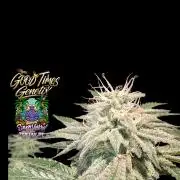 Sunset Monkey-Good Times Genetix-Wdfx