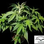THC-Victory - Dutch Passion - Organic