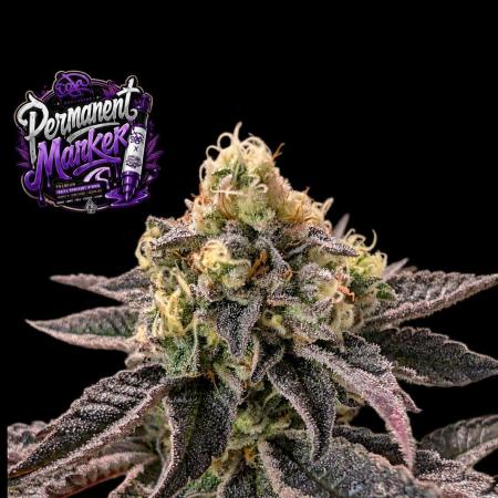 Permanent Marker -Seed Junky-Doja-BTNL