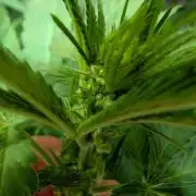 Tetraploid Grow - Endgame - Greendream
