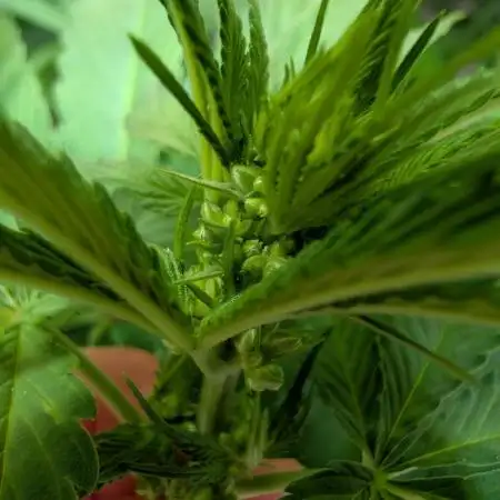 Tetraploid Grow - Endgame - Greendream