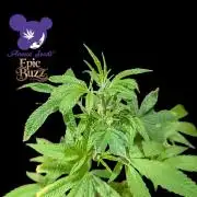 Epic Buzz - Anesia - Weedefix - VS.