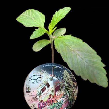 Ice Cream Haze - Dutch Passion Contest