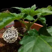 White Noise - Paradise Seeds - W33DFX