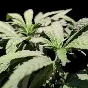 Snapple Apple - Sponsored by Biotabs