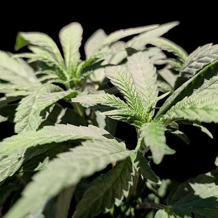 Snapple Apple - Sponsored by Biotabs